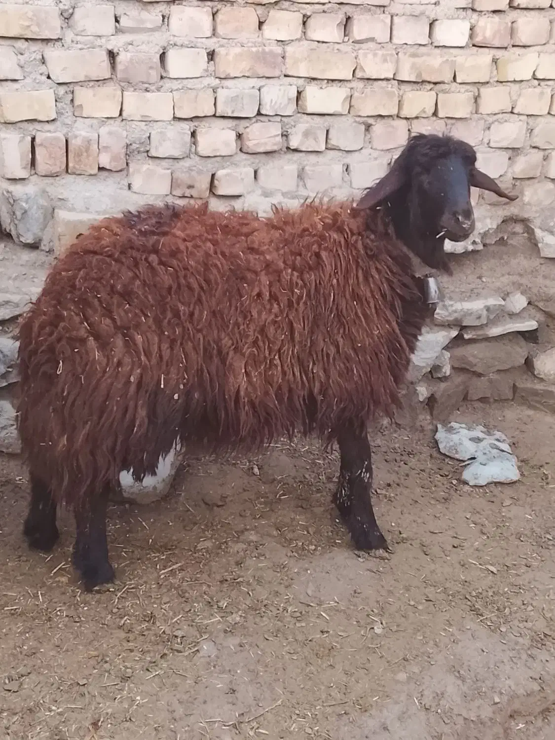 بره ماده‌وبز‌زایده|حیوانات مزرعه|طاغنکوه, |دیوار