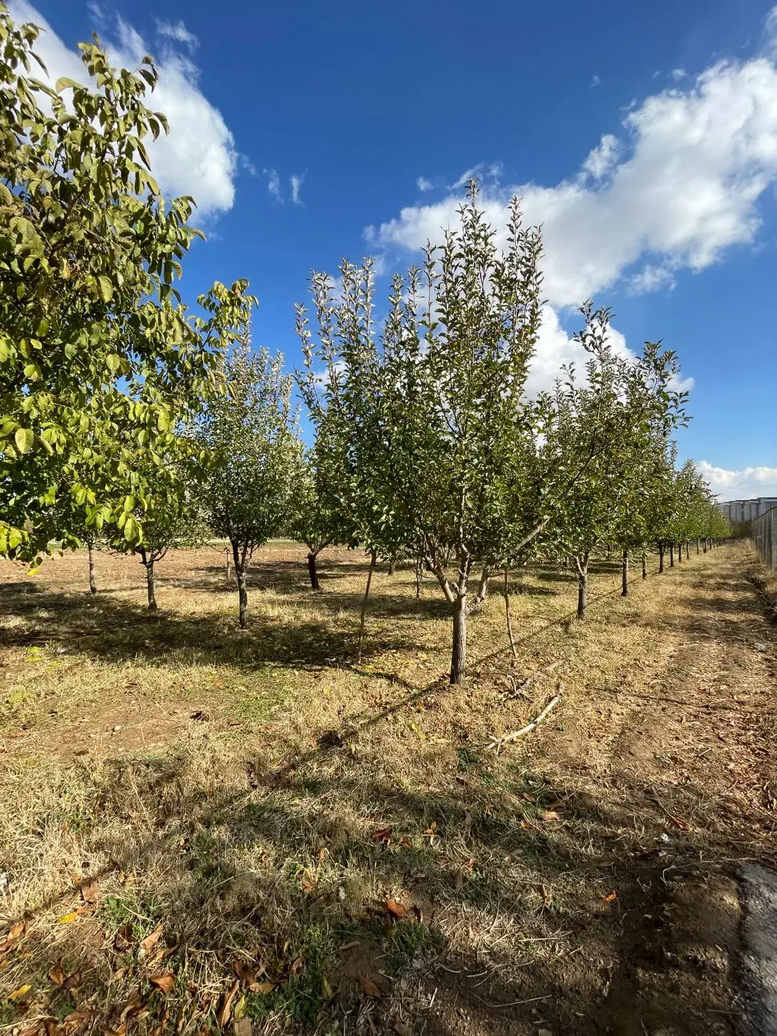 2هزار متر باغ و خانه باغ در آستانه|فروش دفتر صنعتی، کشاورزی، تجاری|شازند, |دیوار