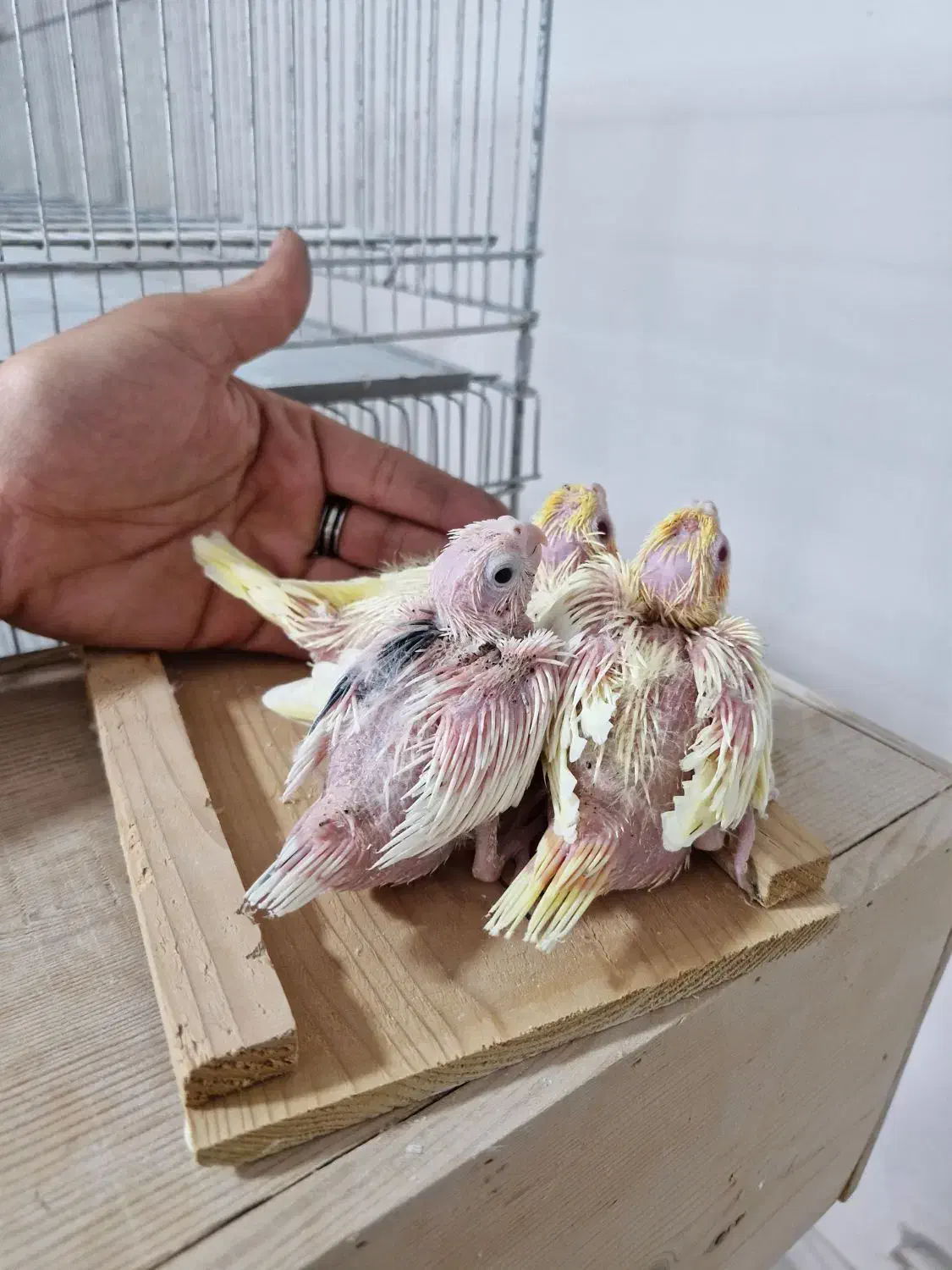 عروس هلندی سرلاکی لوتینو البینو دوکت|پرنده|رشت, جانبازان|دیوار