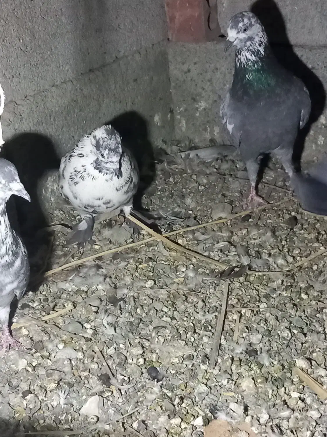 کفتر کهنوج|پرنده|کهنوج, |دیوار