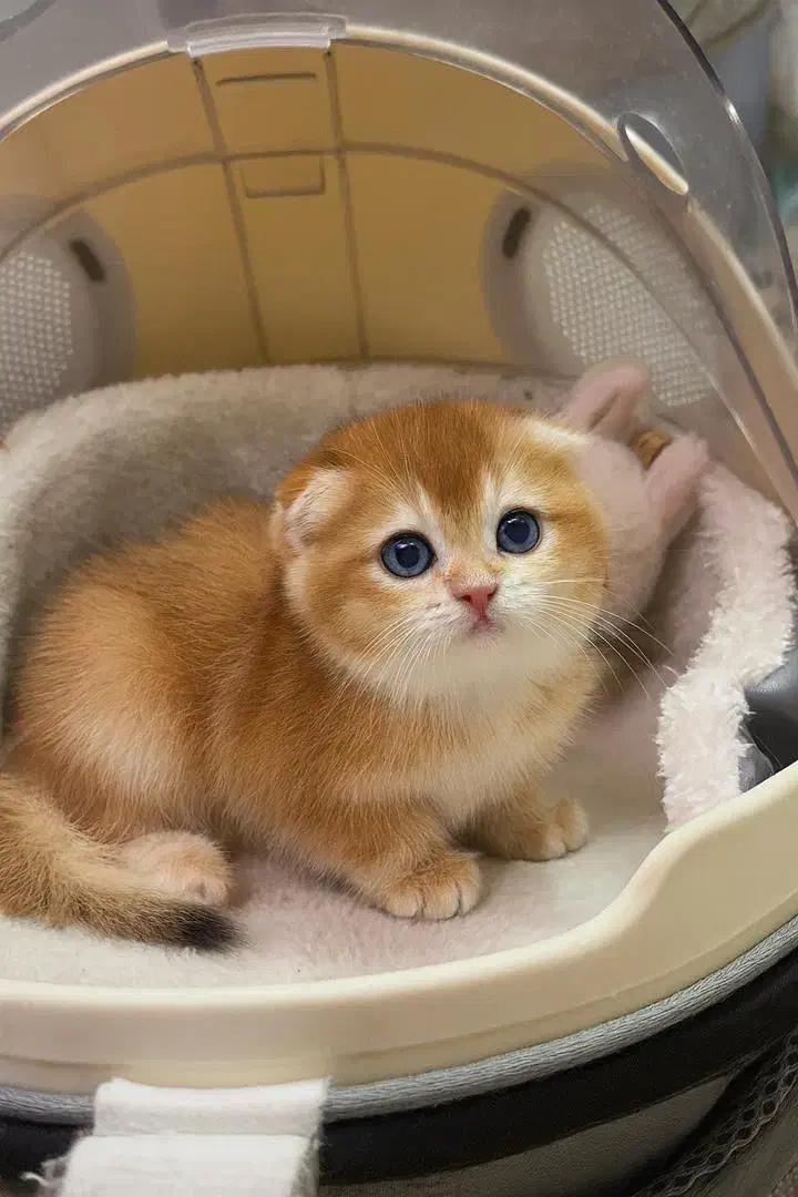 اسکاتیش های فولد گلد|گربه|شیراز, فرهنگ شهر|دیوار