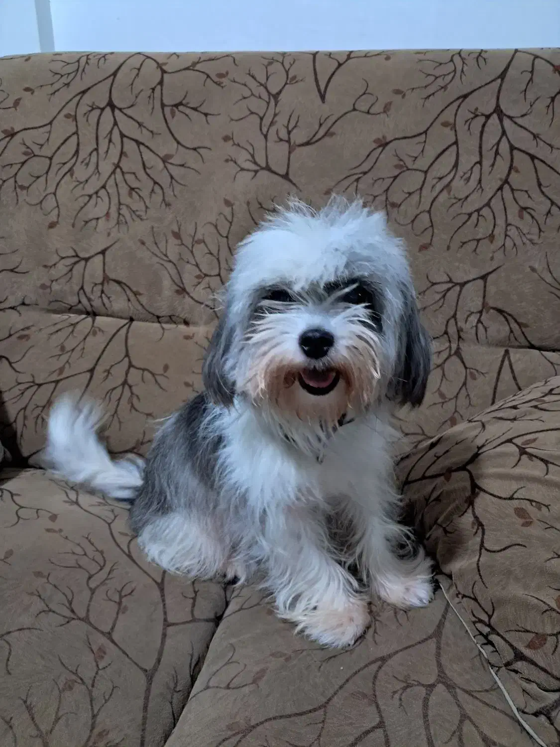 سگ خانگی اپارتمان|سگ|لاهیجان, کوی زمانی|دیوار