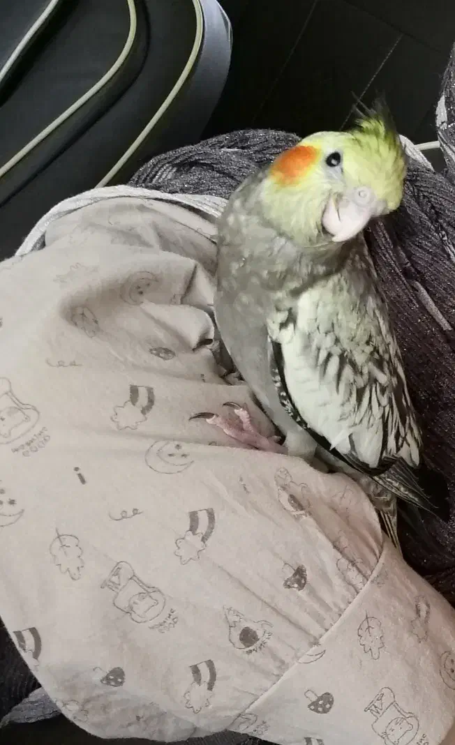 پرنده گمشده|پرنده|فورگ, |دیوار