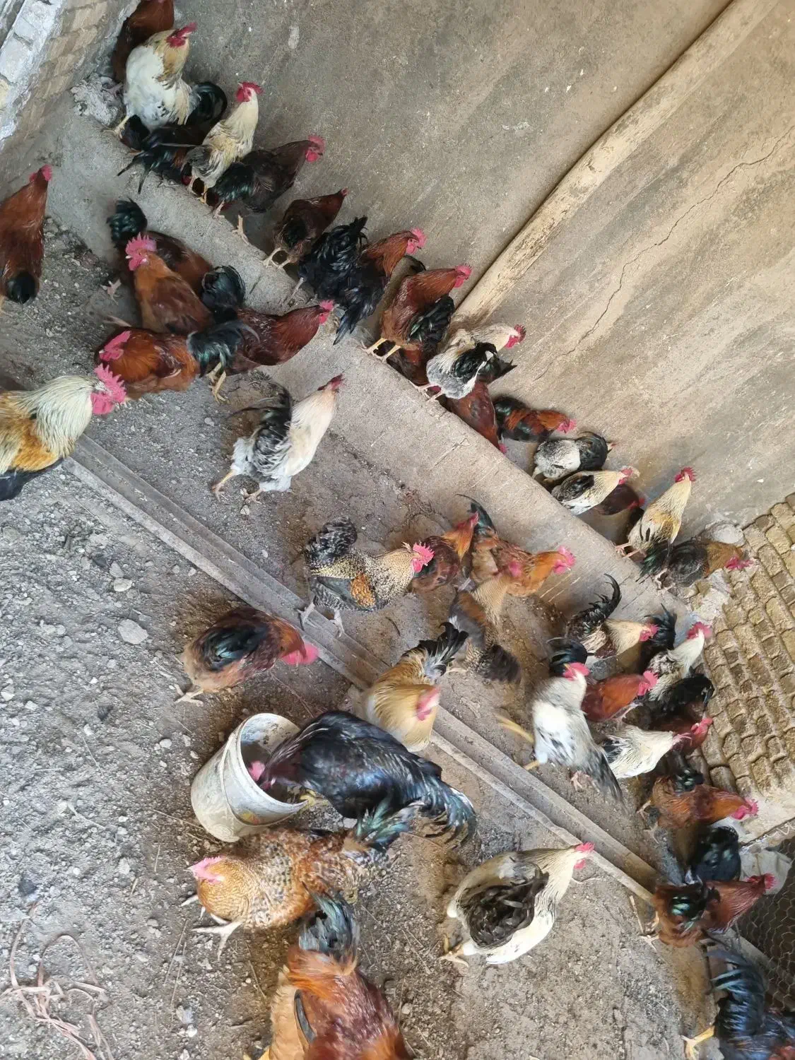 خروس محلی سیاه گلین و نیمچه گلین|حیوانات مزرعه|الوند, |دیوار