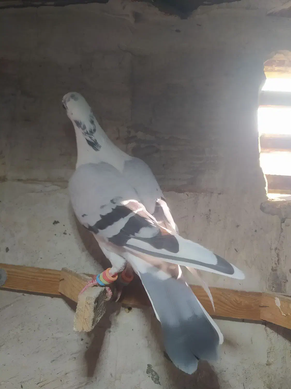 شامی وسارسرخ|پرنده|مشهد, هفده شهریور|دیوار