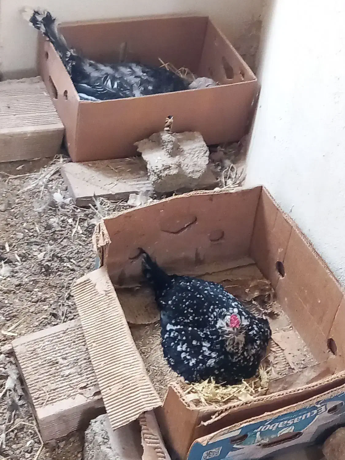 جوجه بوقلمون جوجه گلین نژاد خوب ریش چهل تخم نطفه|حیوانات مزرعه|آبیک, |دیوار