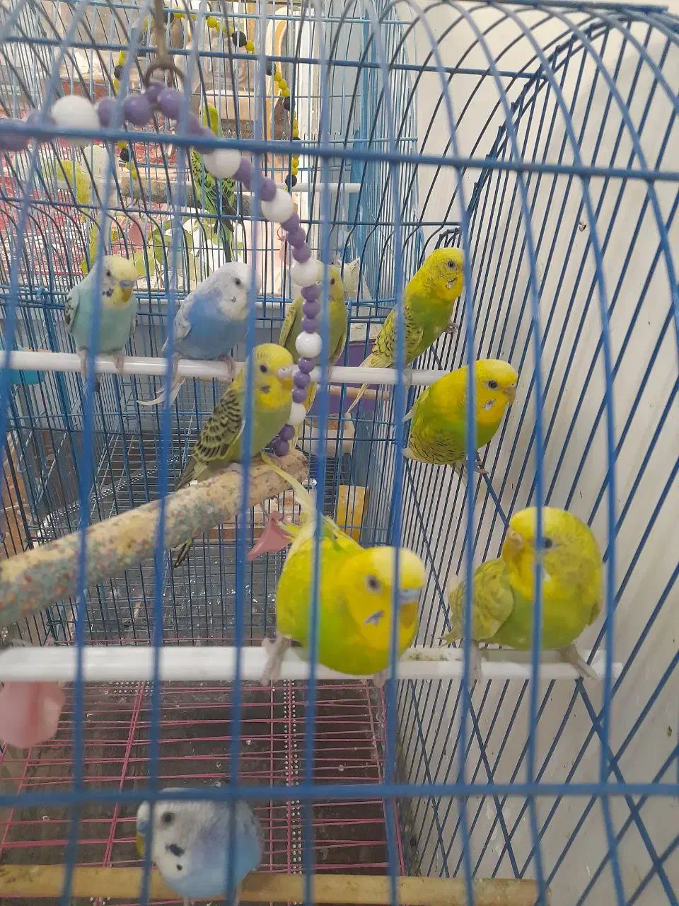 مرغ عشق|پرنده|سراب, |دیوار