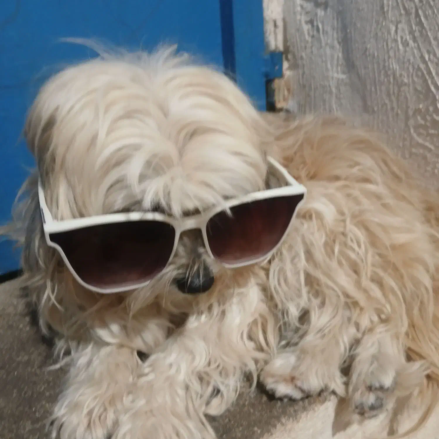 سگ گمشده|حیوانات|مسجد سلیمان, |دیوار