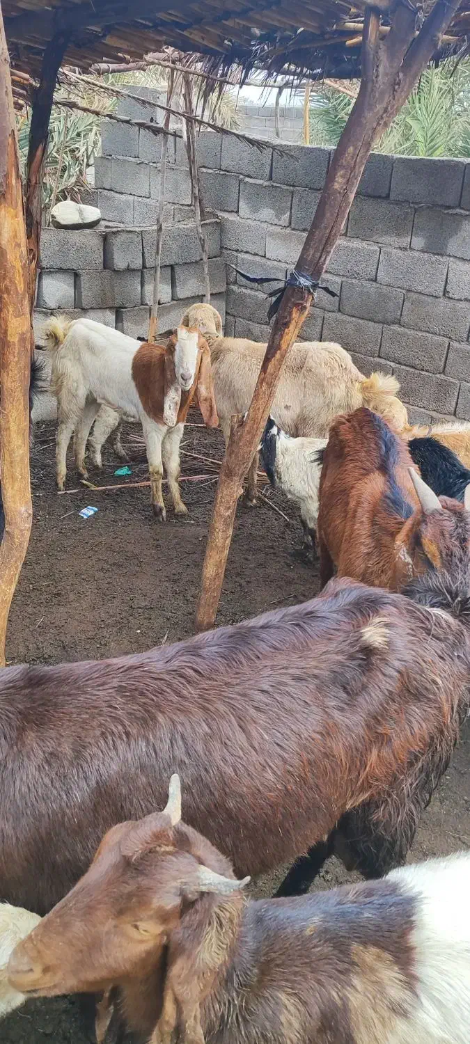 بز کهره نری|حیوانات مزرعه|جیرفت, |دیوار