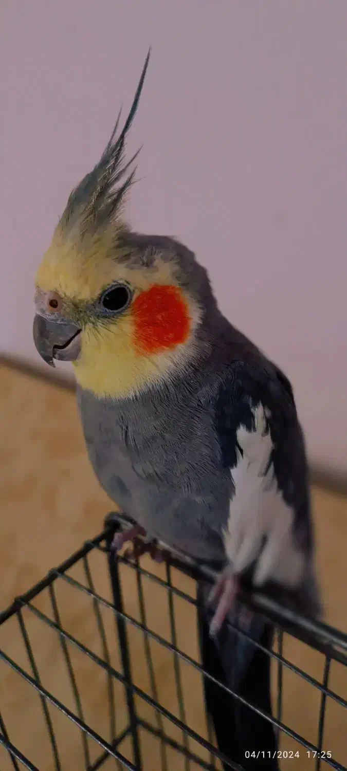 عروس هلندی گم شده|حیوانات|خوی, |دیوار