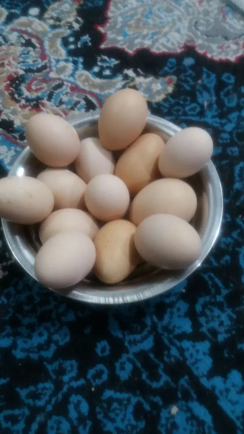 تخم نطفه دار وخوراکی|حیوانات مزرعه|یزد, |دیوار