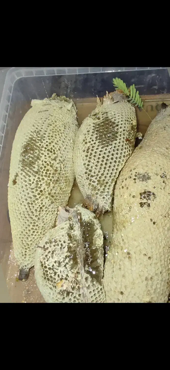 عسل طبیعی کوهی|خوردنی و آشامیدنی|تهران, تجریش|دیوار