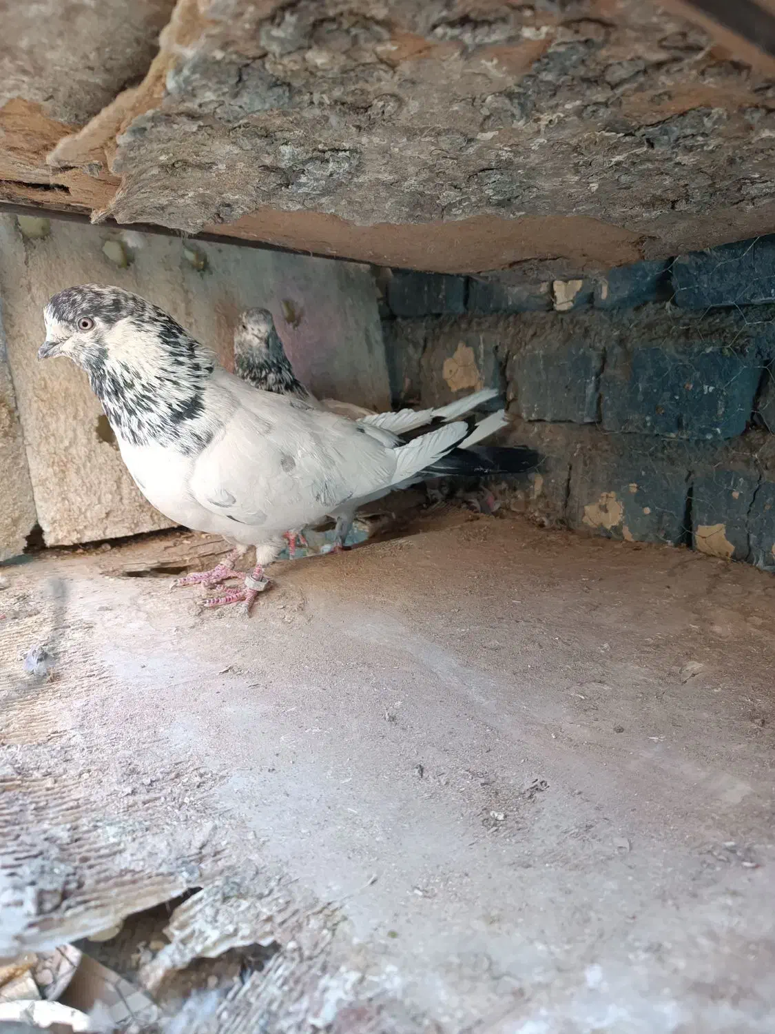 کبوتر پرشی|پرنده|اصفهان, بابوکان جنوبی|دیوار