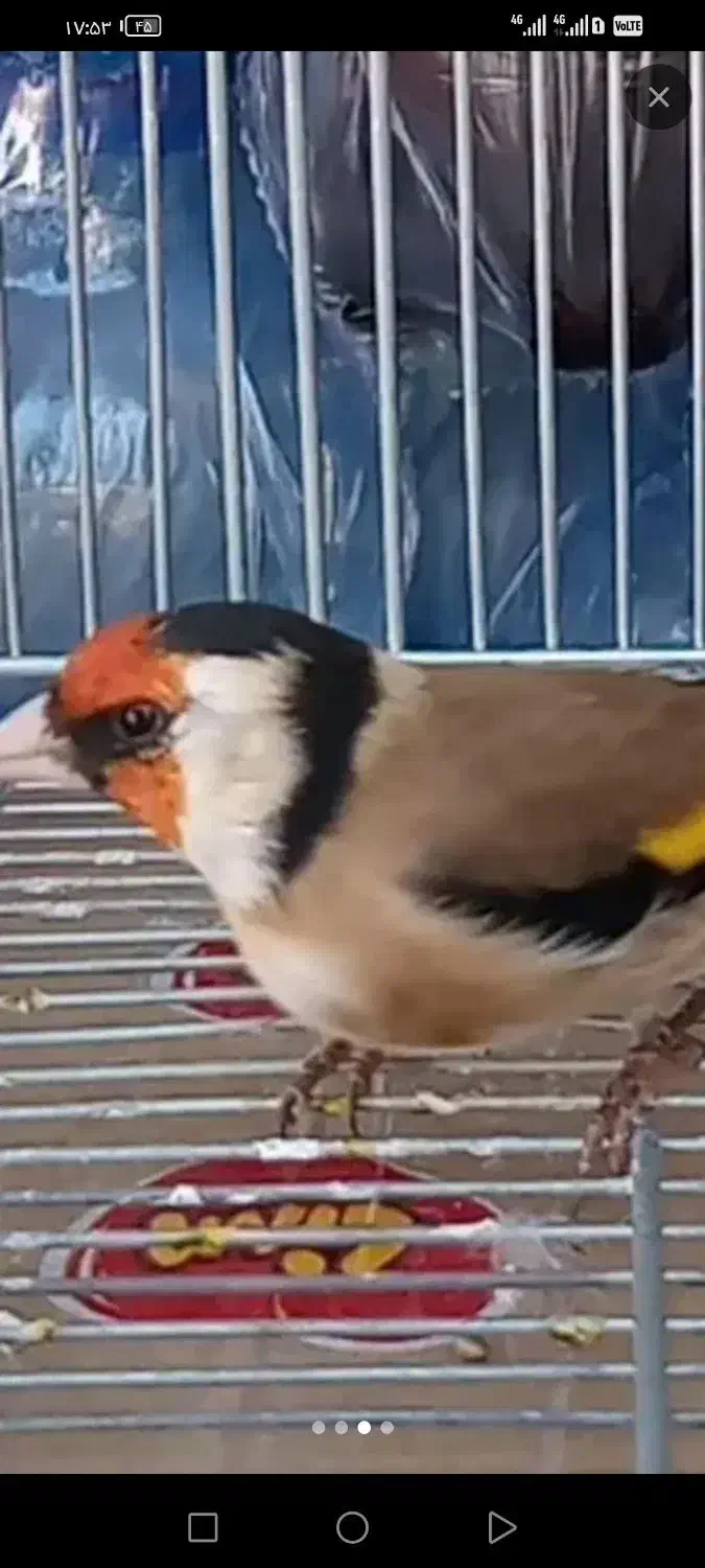 سهره سرسیاه|پرنده|شیراز, پودنک|دیوار