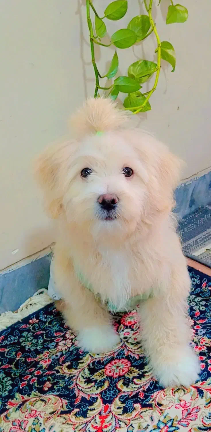 فروش سگ|سگ|کرمان, |دیوار