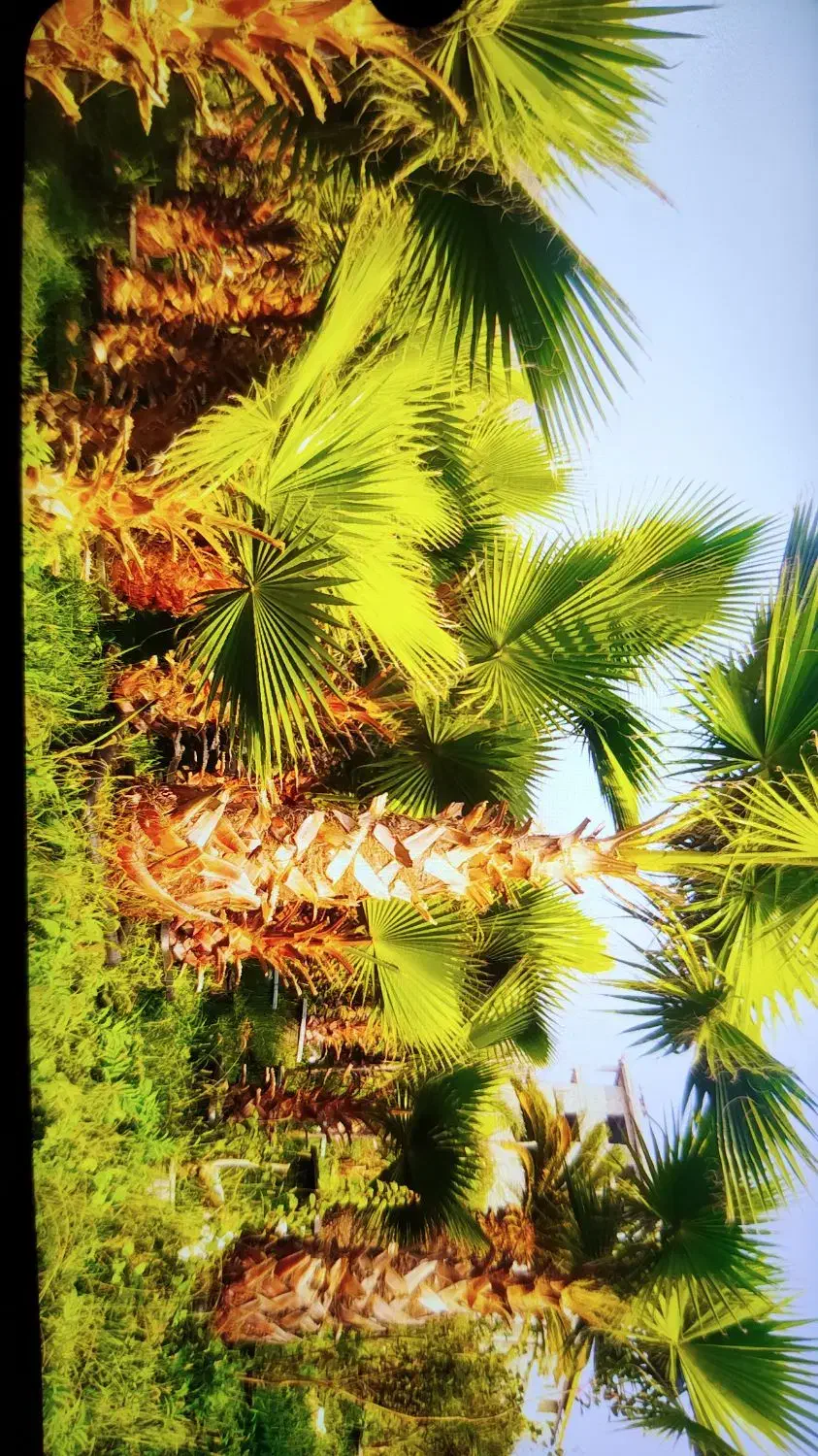 نخل پالم واشنگتون تعداد|گل و گیاه طبیعی|شلمان, |دیوار