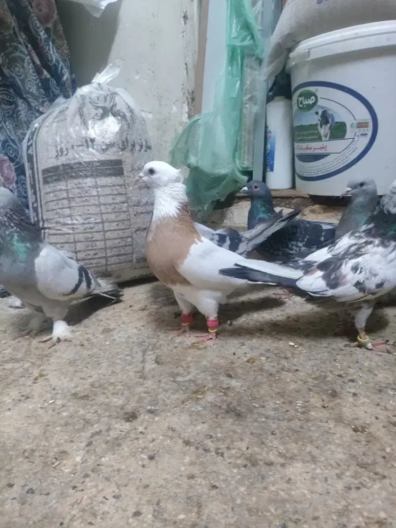 کفتر بهبونی|پرنده|شیراز, میرزاکوچک خان|دیوار