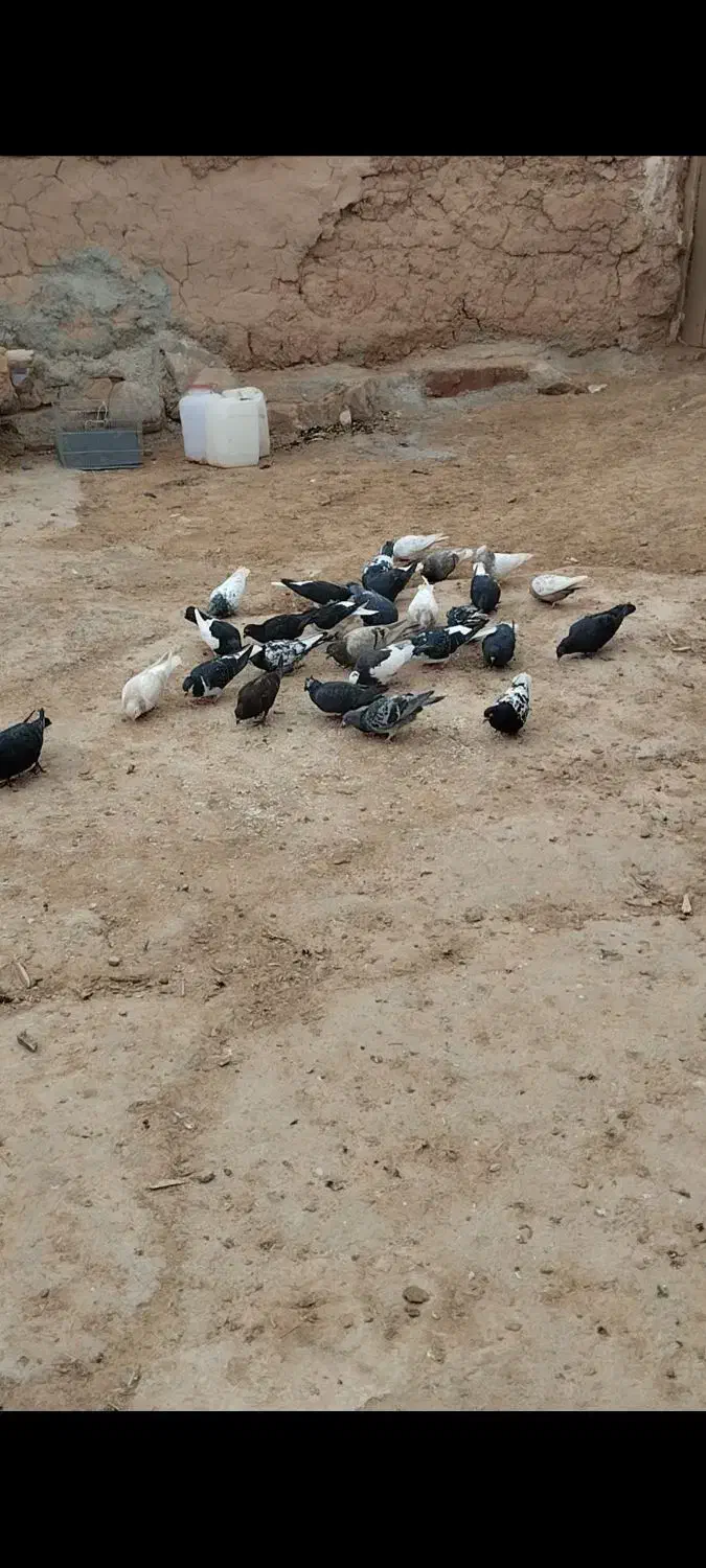 کبوتر|پرنده|اسفراین, |دیوار