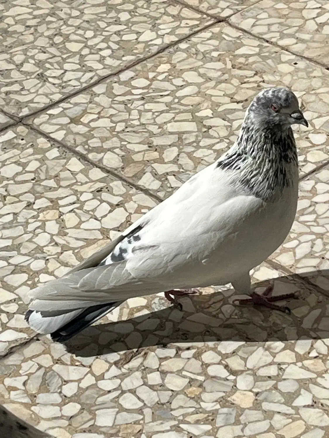 کبوتر نر جوان|پرنده|تهران, توحید|دیوار