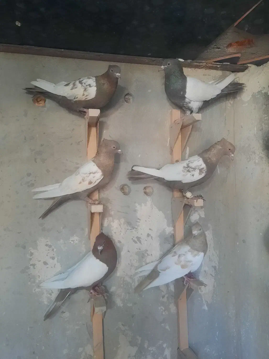 کبوتر ماده|پرنده|مرودشت, بیست متری بیمارستان|دیوار