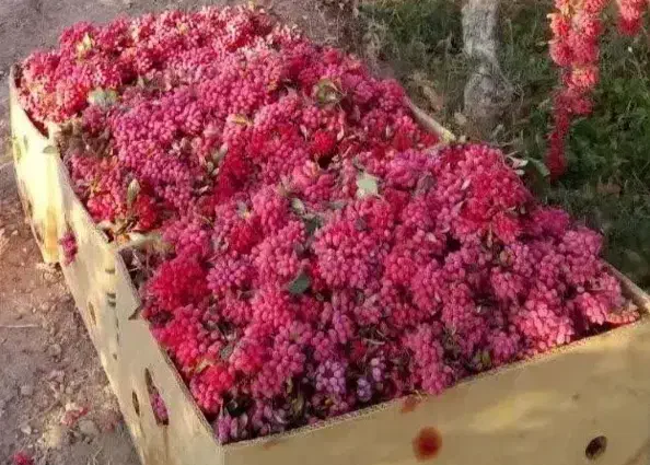 زرشک تازه و آبدارو گل زعفران وپیازچه زعفران|خوردنی و آشامیدنی|تهران, شهرک غزالی|دیوار