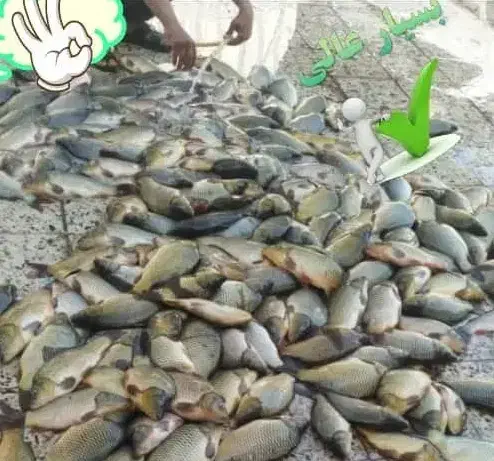 ماهی کپور|ماهی|دزفول, |دیوار