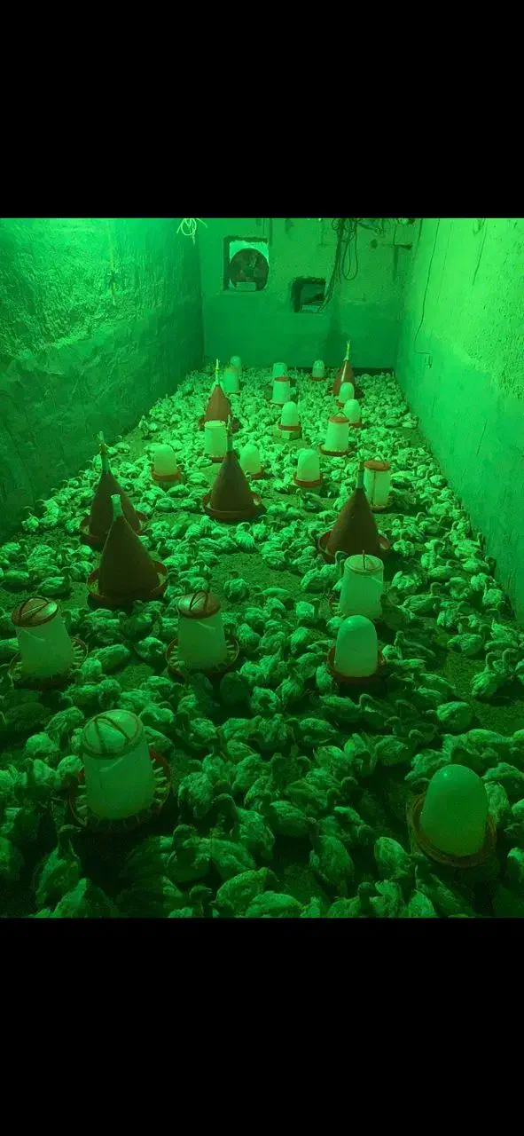 جوجه بوقلمون بیوتی۶ زرین|حیوانات مزرعه|شیراز, بازار|دیوار