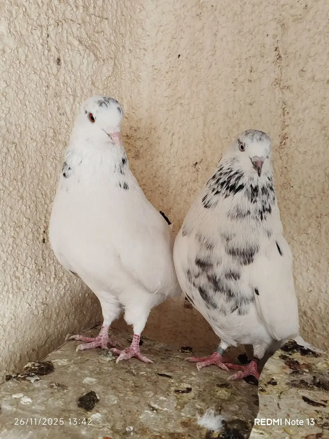 خال سبز ضمانت ساعت چشم قشنگ کشیده اصیل|پرنده|خاش, |دیوار