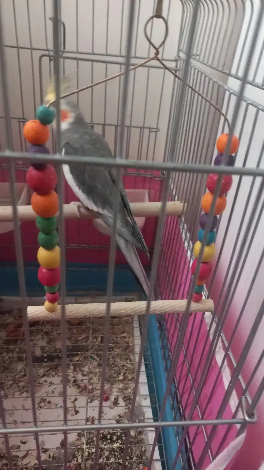 عروس هلندی|پرنده|کرج, برغان|دیوار