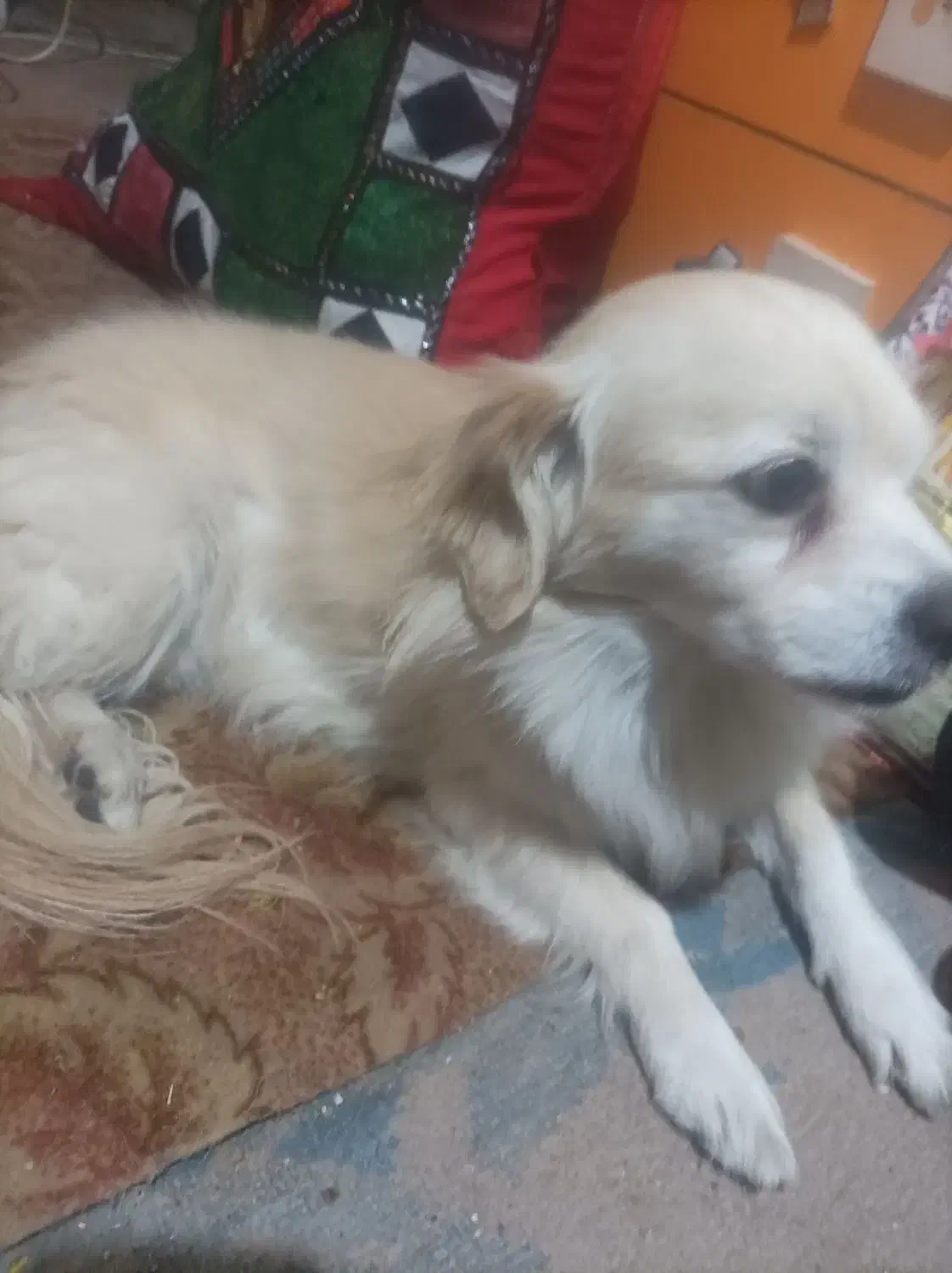 سگ آپارتمانی بسیار ناز|سگ|پاکدشت, پارچین|دیوار