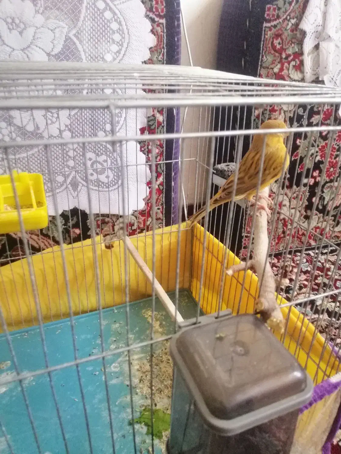 قناری دارچین|پرنده|کرمان, |دیوار