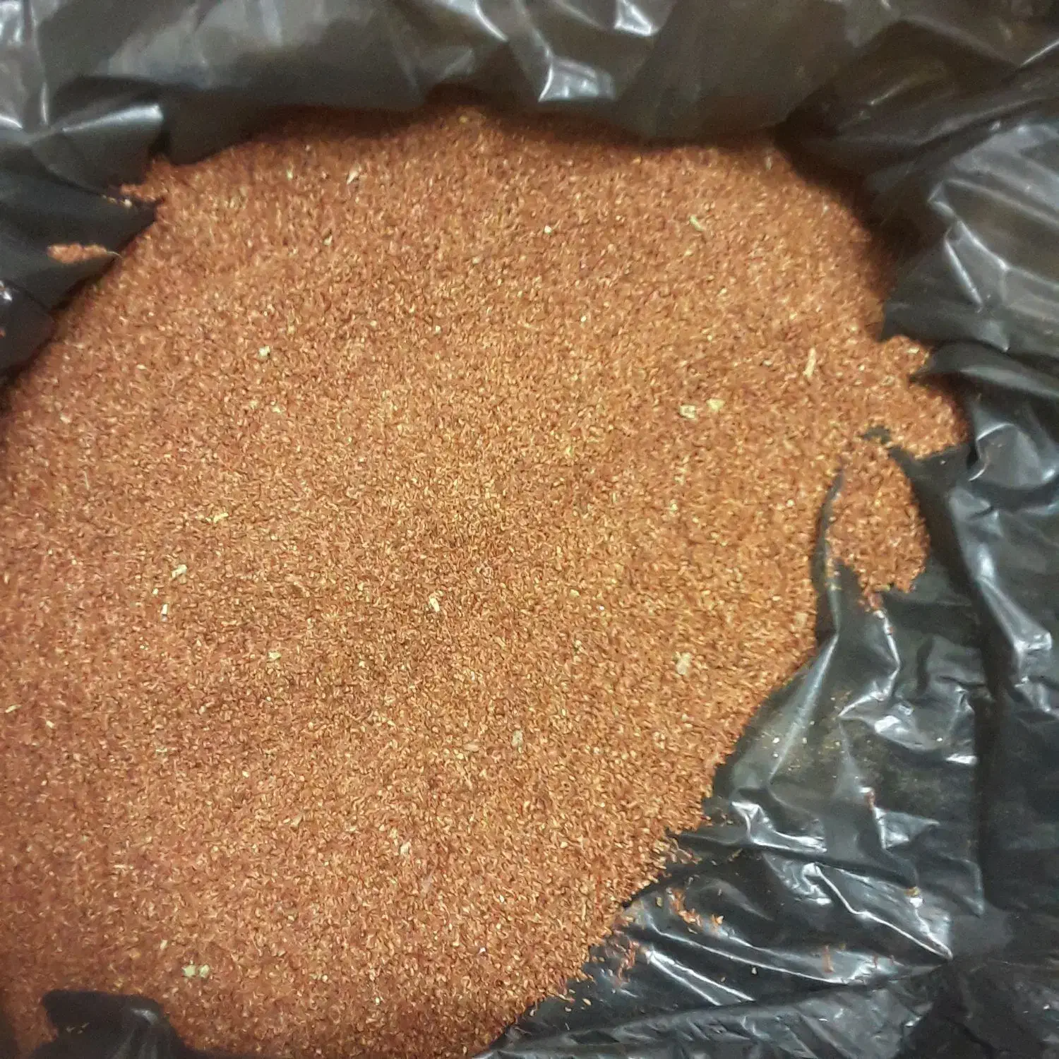 بذراکالیپتوس|گل و گیاه طبیعی|مرودشت, ژیان|دیوار