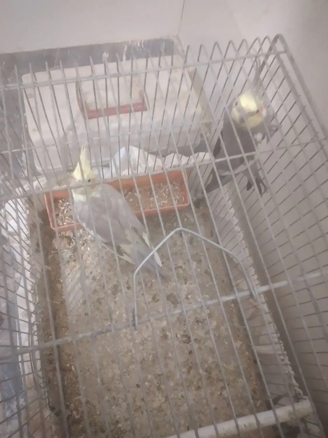 عروس هلندی وکوتوله|پرنده|نجفآباد, مزرعه طالب|دیوار