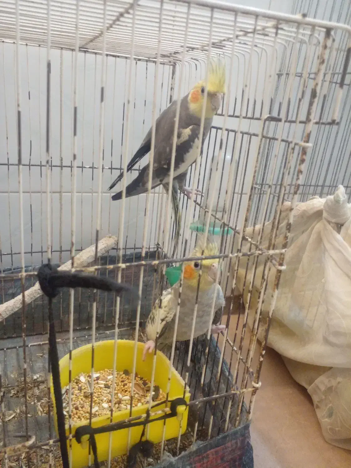 عروس هلندی|پرنده|نوشهر, |دیوار