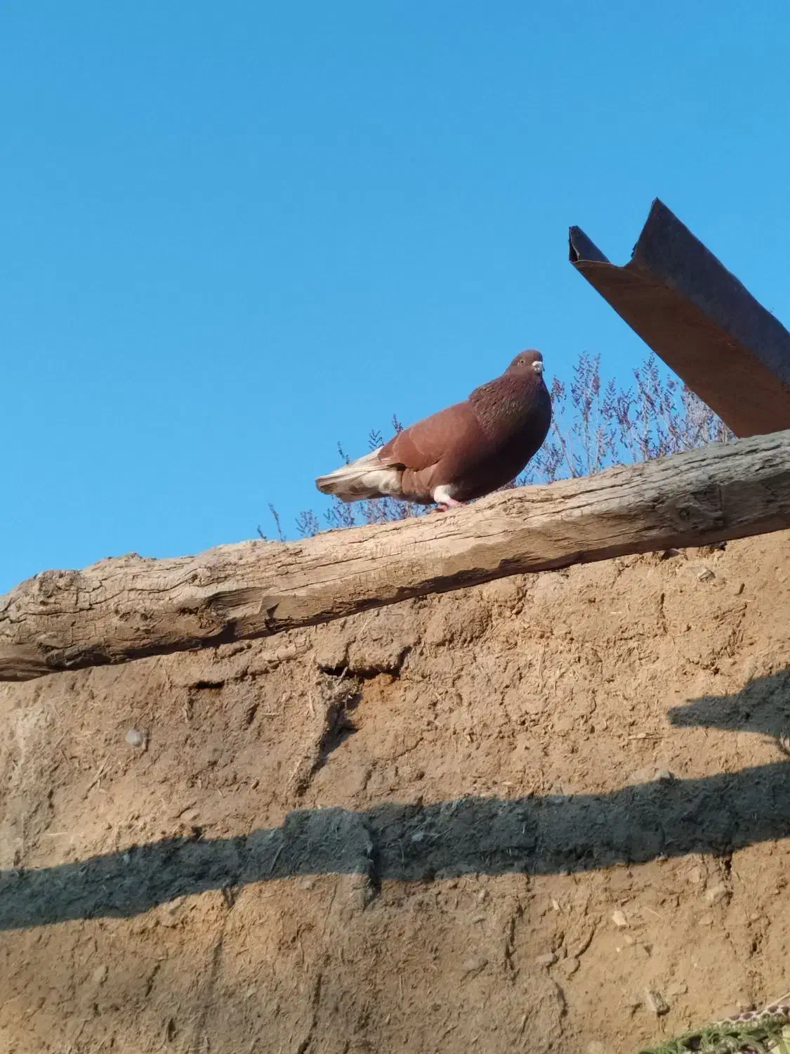 قوردی|پرنده|اردبیل, |دیوار