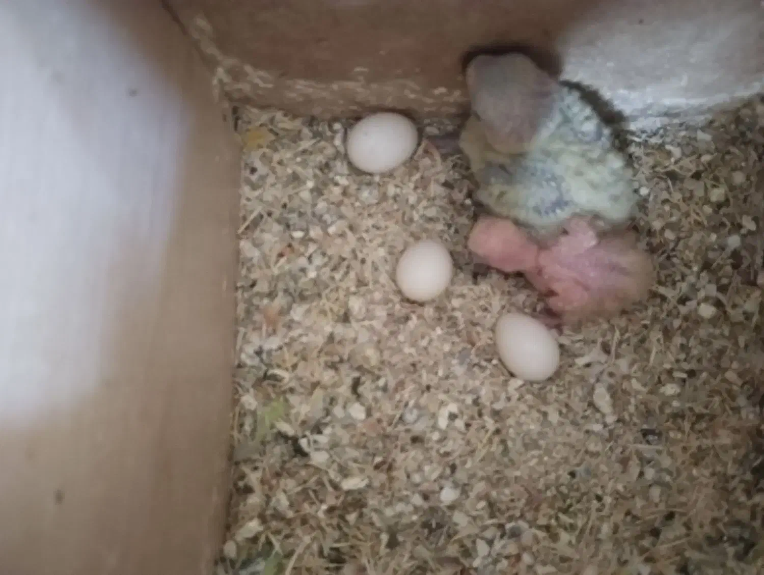 کوتوله|پرنده|یزد, |دیوار