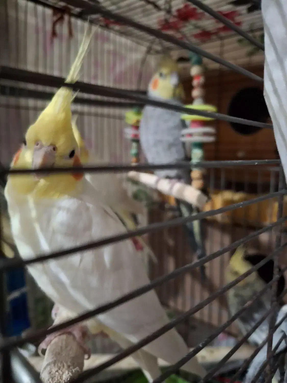 ۲جفت عروس هلندی کار داده و سرحال و بالغ|پرنده|بومهن, |دیوار