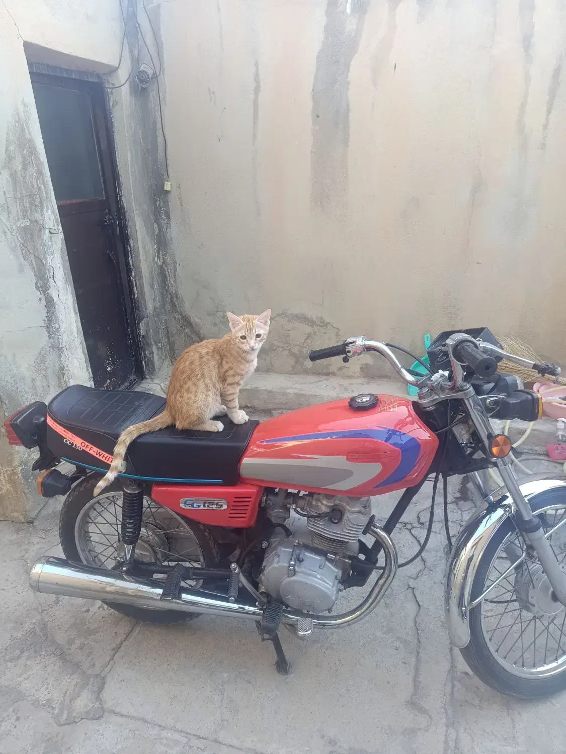 واگذاری گربه|گربه|سقز, |دیوار