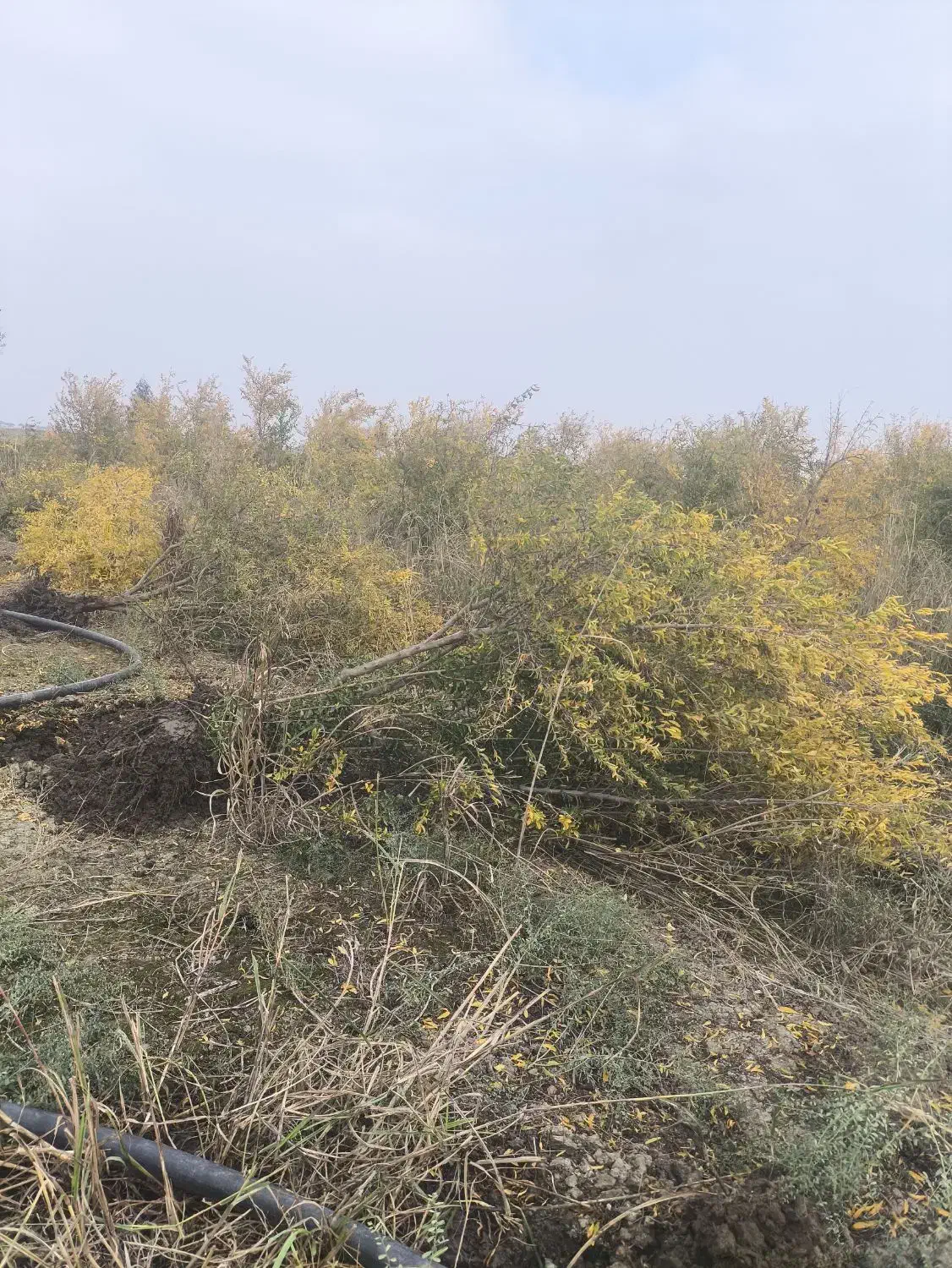 فروش چوب باغی انار|خدمات باغبانی و درختکاری|آق قلا, |دیوار