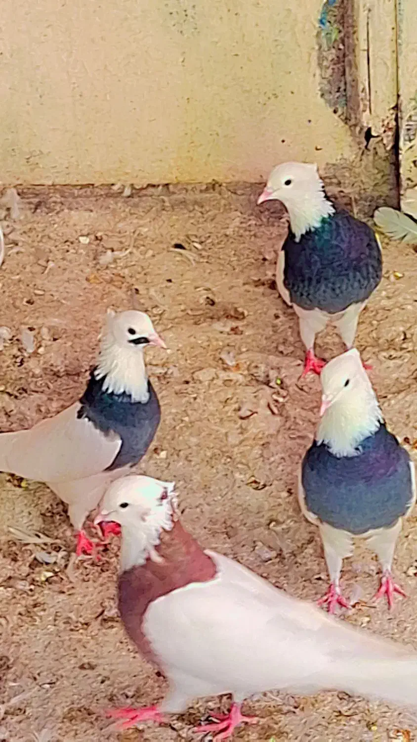 کبوتر|پرنده|ایوان, |دیوار