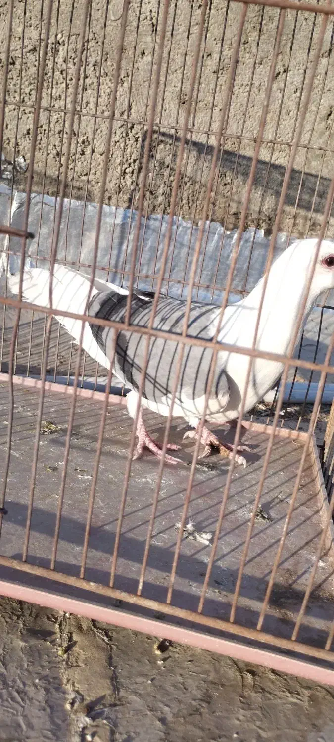 کفتر کبوترشهری  عتیقه نر پشتی سبز|پرنده|شیراز, جوادیه|دیوار