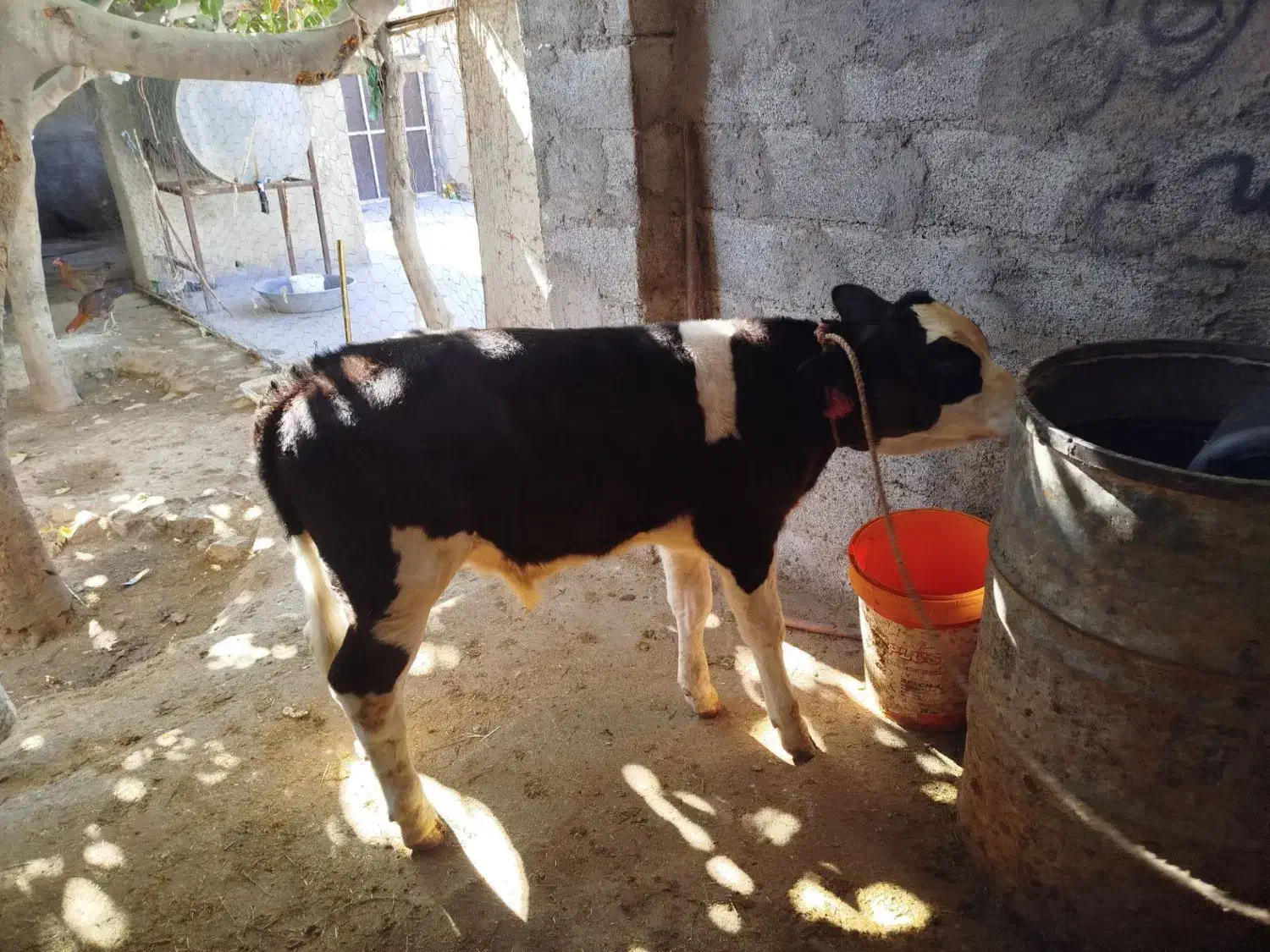 گوساله گاو|حیوانات مزرعه|رومشکان, |دیوار