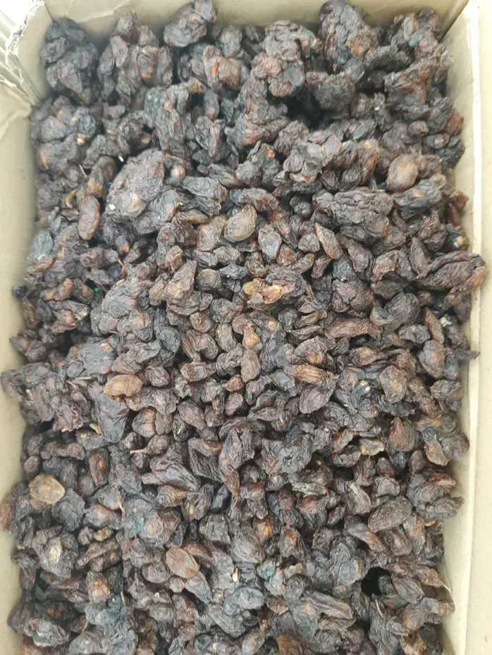 کشمش افتابی و گله کاشمری تربت جام|خوردنی و آشامیدنی|تربت جام, علوی|دیوار