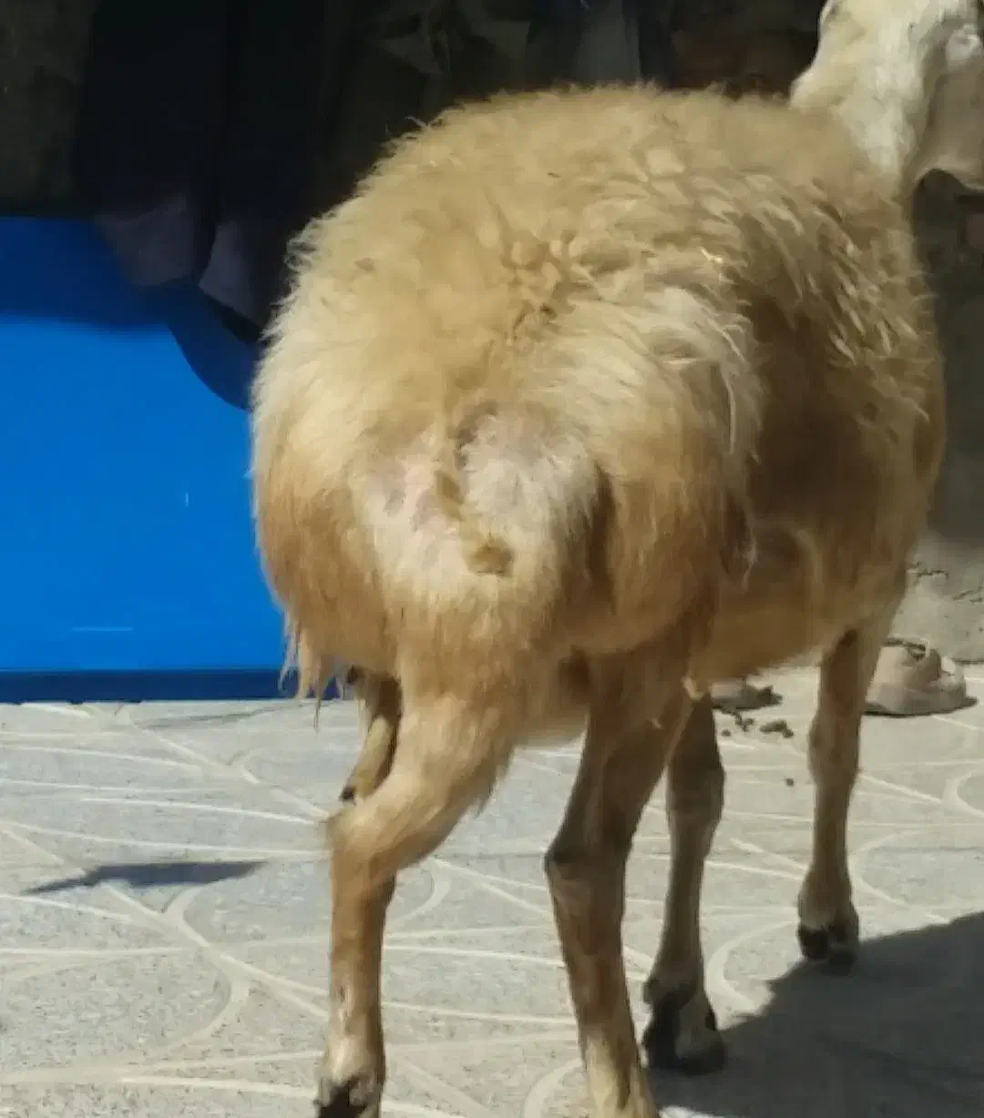 قوچ سفید قد|حیوانات مزرعه|بروجرد, |دیوار