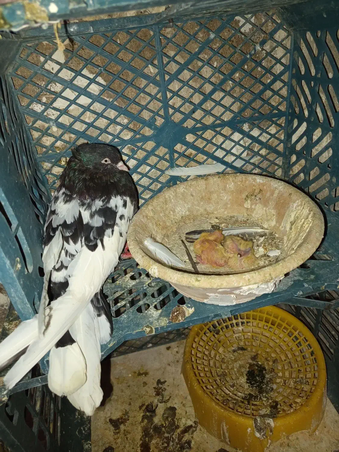 فروش جفت کله سیاه|پرنده|مسجد سلیمان, |دیوار