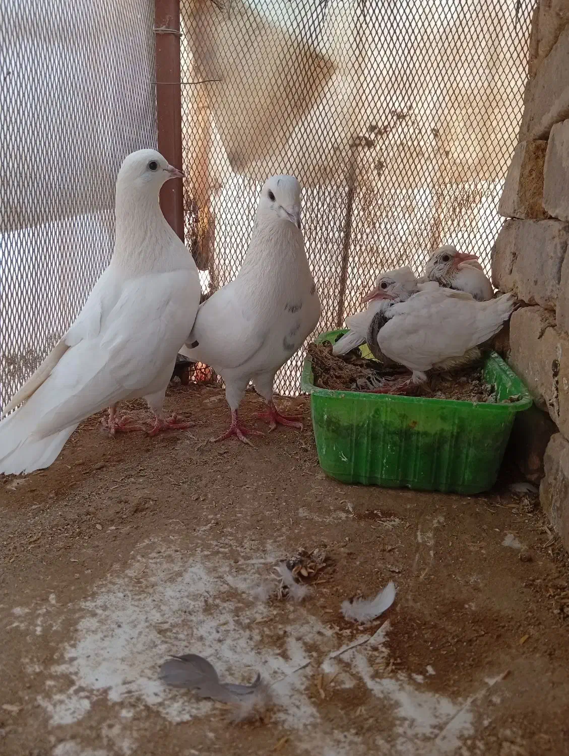 کفتر و جوجه|پرنده|پاکدشت, پاکدشت (مامازند)|دیوار