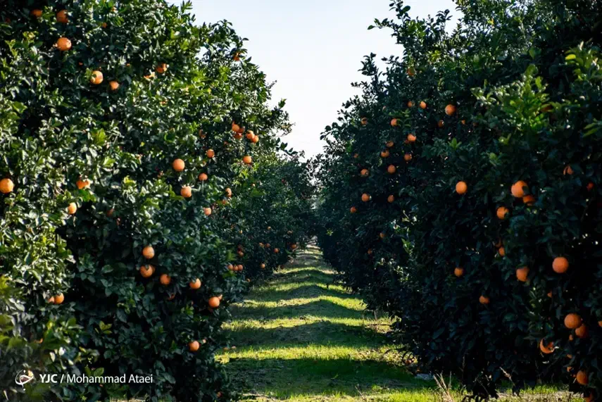 فروش پرتقال تامسون و خونی یکجا فوری|عمدهفروشی|عباسآباد, |دیوار