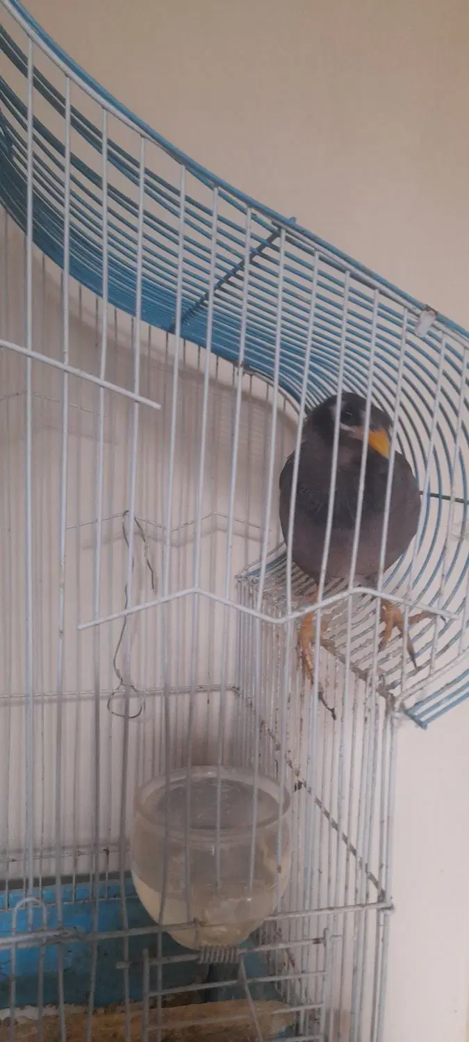 پرنده|حیوانات مزرعه|کرج, المهدی|دیوار