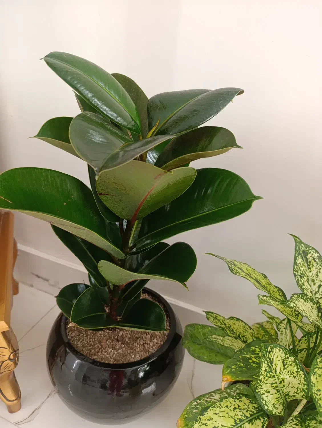 گل فیکوس شاداب ۶۰۰|گل و گیاه طبیعی|گلبهار, شهر جدید گلبهار|دیوار