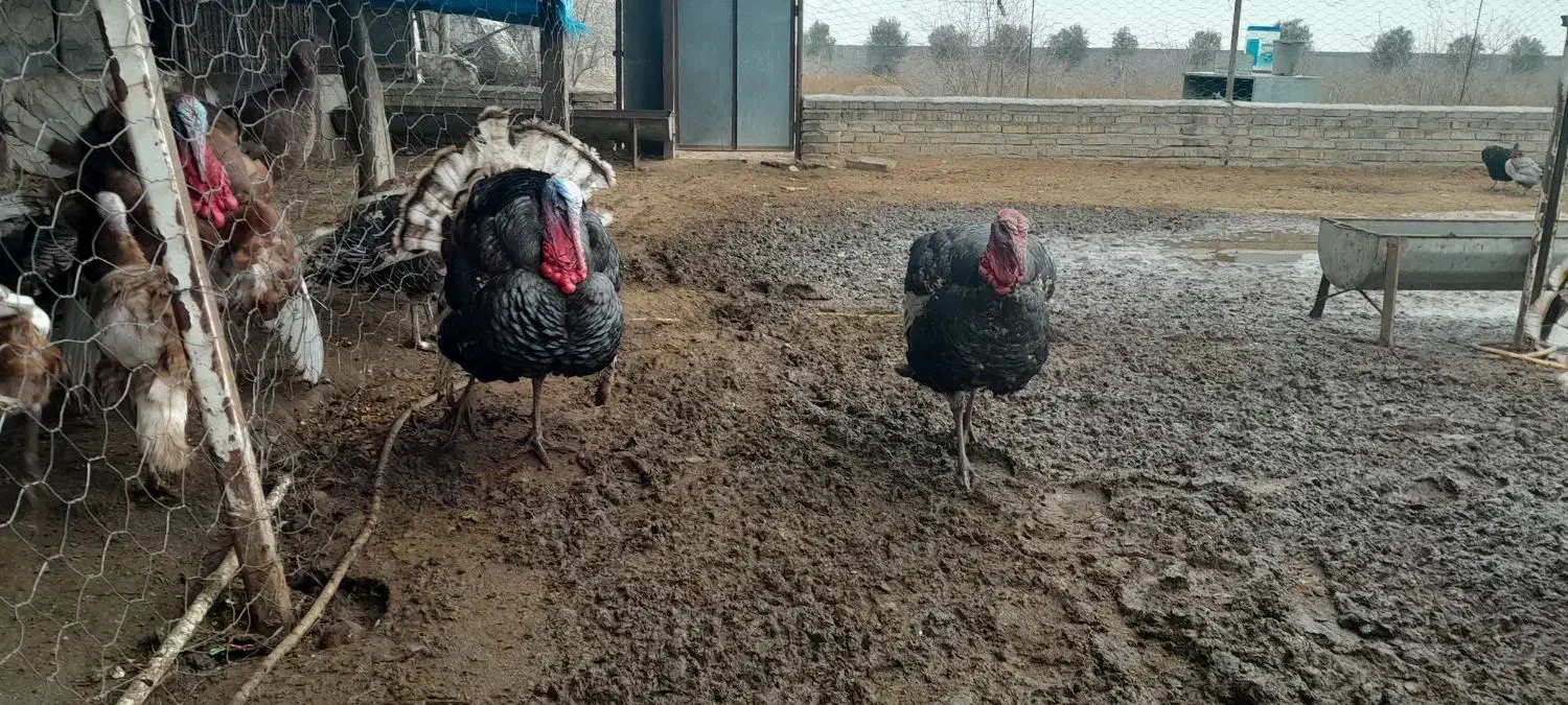 فروش بوقلمون برنز|حیوانات مزرعه|گنبد کاووس, |دیوار